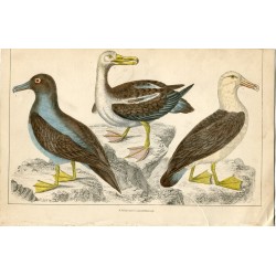 Pájaros. Albatros 1859 Fullarton