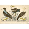 Pájaros. Albatros 1859 Fullarton