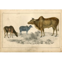 Animales. Common Zebu and small zebu