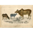 Animales. Common Zebu and small zebu