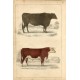 Animales. Suffolk Ox and Herefordshire bull, 1860