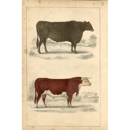 Animales. Suffolk Ox and Herefordshire bull, 1860