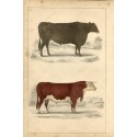 Animales. Suffolk Ox and Herefordshire bull, 1860