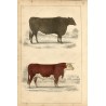 Animales. Suffolk Ox and Herefordshire bull, 1860