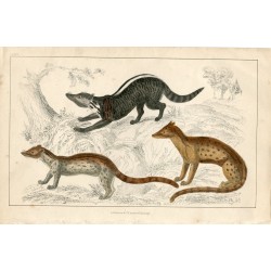 Animales. Zibet, Fossane and Malacca Genet por A. Fullarton 1860