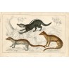 Animales. Zibet, Fossane and Malacca Genet por A. Fullarton 1860