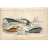 Animales de mar de los océanos. 1860