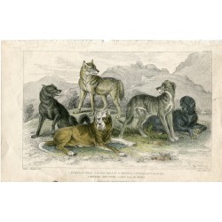 Aimales. European wolf, black wolf of N. America, St. Bernard' s mastff ...1868