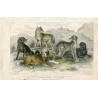 Animales. European wolf, black wolf of N. America, St. Bernard' s mastff ...1868