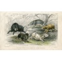 Animales. Wild Boar, Collarred Peccary 1868