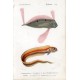 Animales. Poissons. Litografia coloreada del Diccionario Universal de historia natural