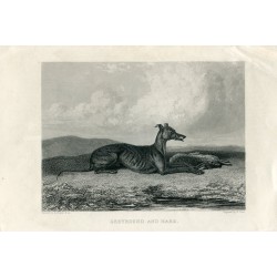 Animales. Dog. Greyhound and Hare