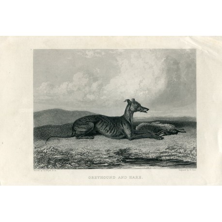 Animales. Dog. Greyhound and Hare