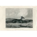 Animales. Dog. Greyhound and Hare
