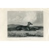 Animals. Dog. Greyhound and Hare