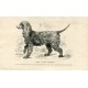 Perros. Irish Water Spaniel. Grabado. 1890