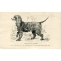 Perros. Irish Water Spaniel. Grabado. 1890