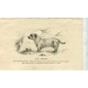 Dogs. Sky Terrier. Recorded. 1890