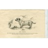 Dogs. Sky Terrier. Recorded. 1890