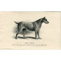 Perros. Irish Terrier. Grabado 1890