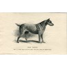 Perros. Irish Terrier. Grabado 1890