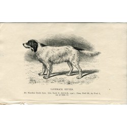 Perros. Laverack Setter. Grabado 1890
