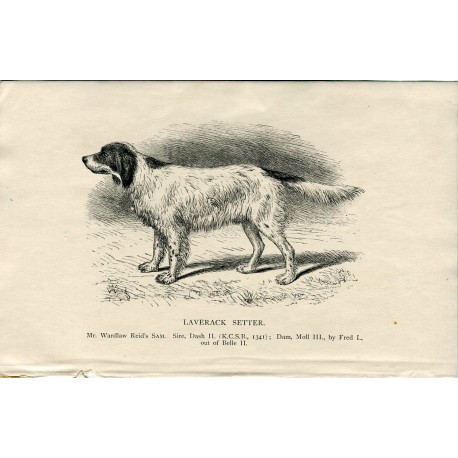 Perros. Laverack Setter. Grabado 1890