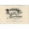Dogs. Laverack Setter. Engraving 1890