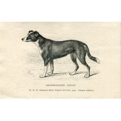 Perros. Smooth-Coated Colley. Grabado 1890