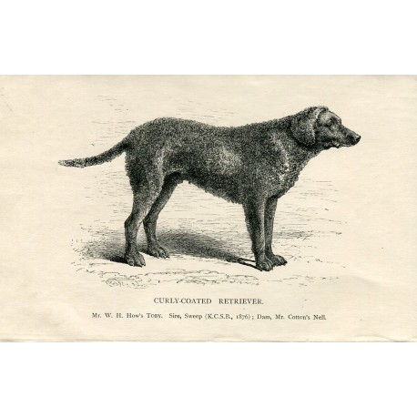 Perros. Curly-Coated Retrieved. Grabado 1890