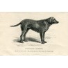 Dogs. Curly-Coated Retrieved. Engraving 1890