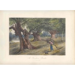 Estados Unidos. «At Burnham Beeches» Grabó Arthur Willmore (1814-1888) según obra de Birket Foster.