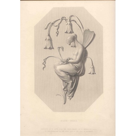 Blue-Bell grabado deW. Roffe